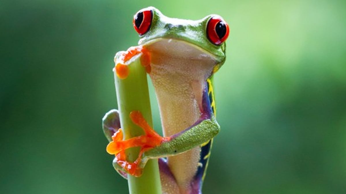 Is the frog population under threat? Drivetime RTÉ Radio 1