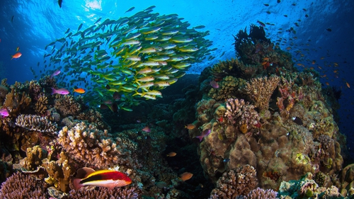 The Great Barrier Reef is the largest living structure on Earth
