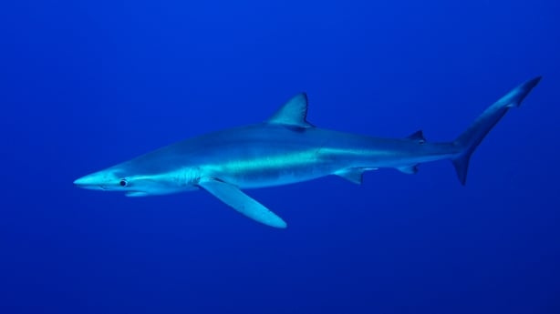 Blue Shark