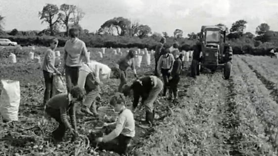 Potato Shortage (1972)