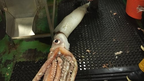 It is the second giant squid to be brought ashore by the same trawler in the last two months