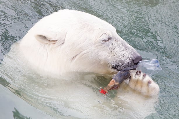 Polar bear plastic bottle