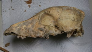 A 5000 year old Late Neolithic dog skull in the lab before it underwent whole genome sequencing.