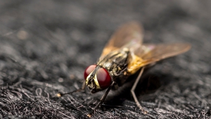 The most common types of fly in Ireland are blow flies, cluster flies, house flies and mosquitoes