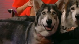 Game of Thrones direwolves | Saturday Night with Miriam