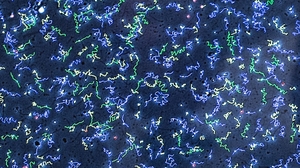 The average amount of sperm produced by men in the developed world has fallen by 60% in less than 40 years