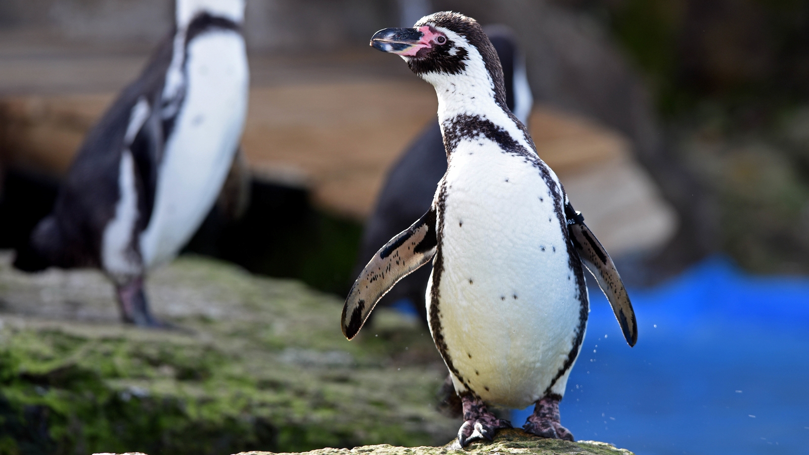 Fox kills eight penguins at zoo in England