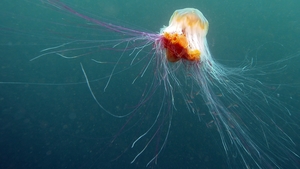 Lion's mane jellyfish are known to frequent the Irish coastline