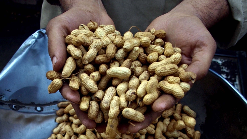 Peanuts are one of the most common foods to cause anaphylaxis, a potentially fatal allergic reaction