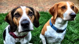 Harrison (right) - with friend, Cooper - recently had a costly operation to remove a ball from his stomach