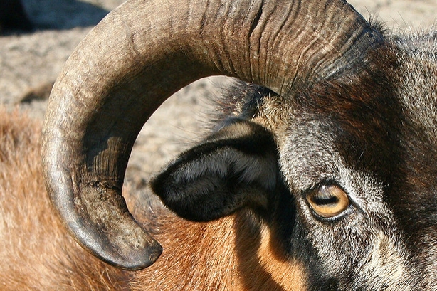 Ram