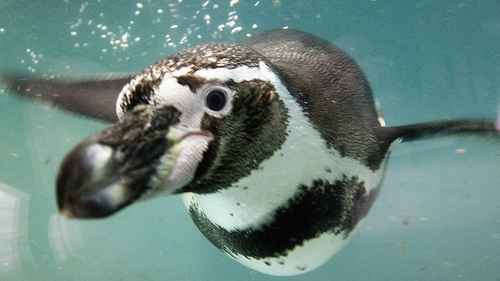 $2.5bn iron-mining project rejected to protect Humboldt penguins