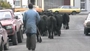 British Curbs On Diseased Cattle