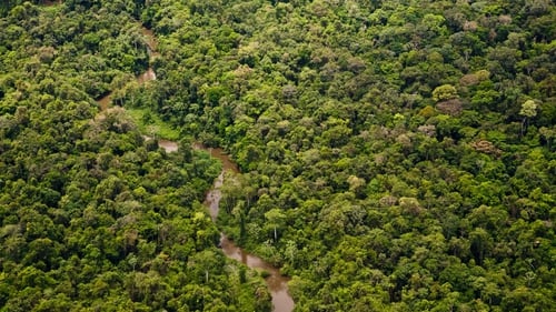 A researcher said the discovery indicates an enormous amount of species are waiting to be discovered in the Amazon
