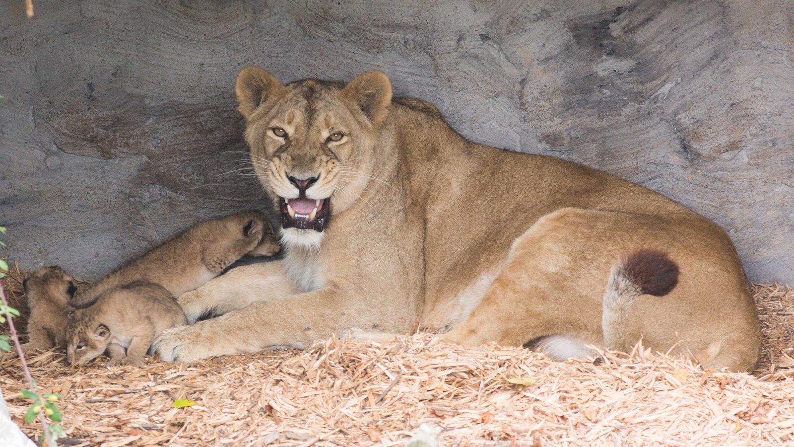 Zoo welcomes 'extremely important' birth of tiger cub triplets