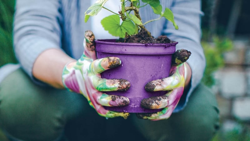 The threat posed by alien invasive species: don’t bring plants home from your holidays!