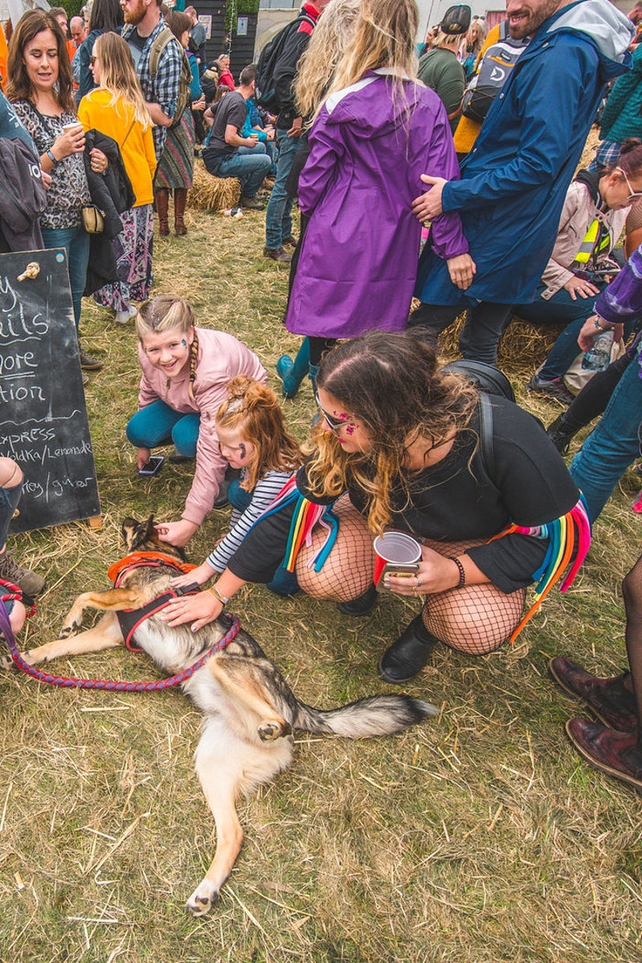 It's a woof life! ©Conal McSweeney