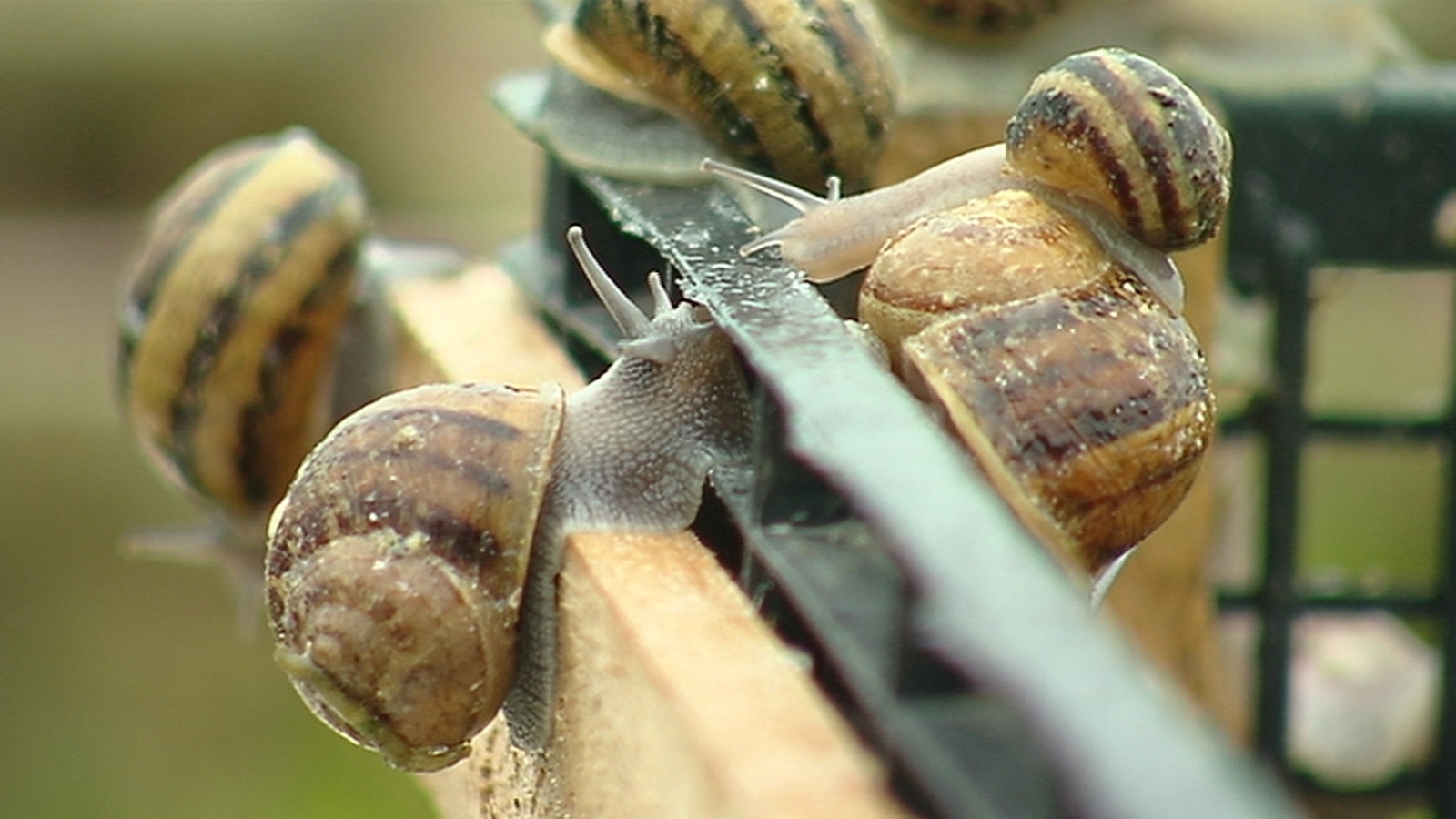 Harvest under way at Kerry's first snail farm