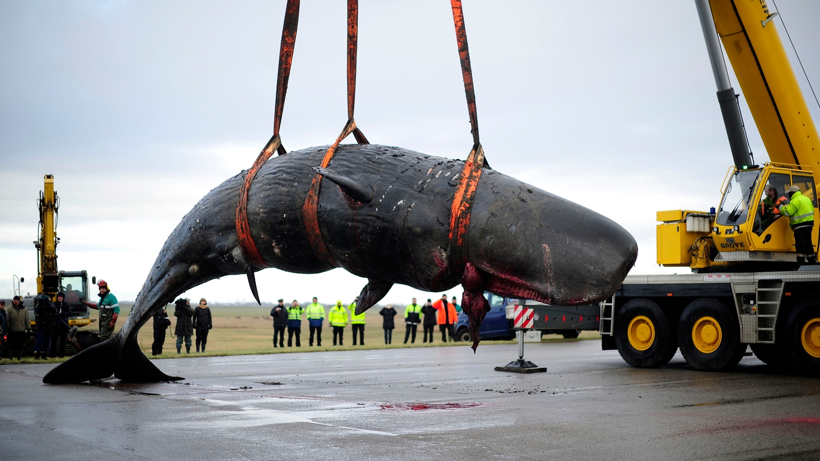 Whale Strandings Linked To Solar Flares In New Study