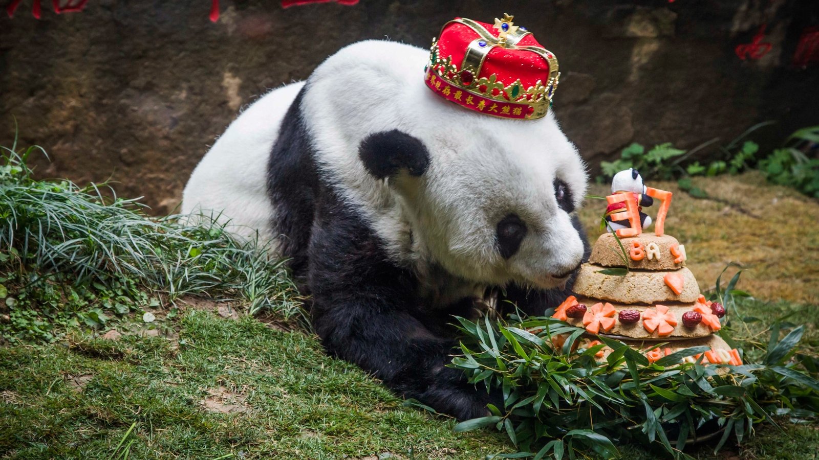 World's oldest panda dies aged 37 in China