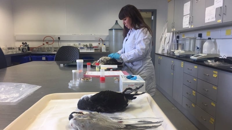 250 dead birds were examined, of which 20% had plastic in their stomachs