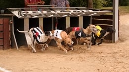 Greyhound Racing
