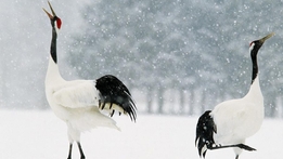 Japan's Wild Year