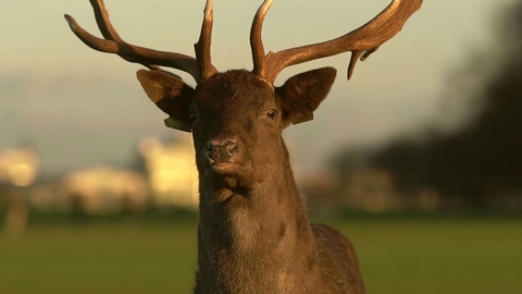 My Ireland | Fastnet Film Festival
