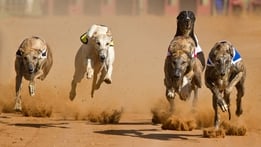 Greyhound Racing