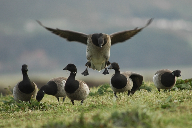 brent geese