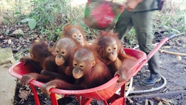 Orangutan Rescue