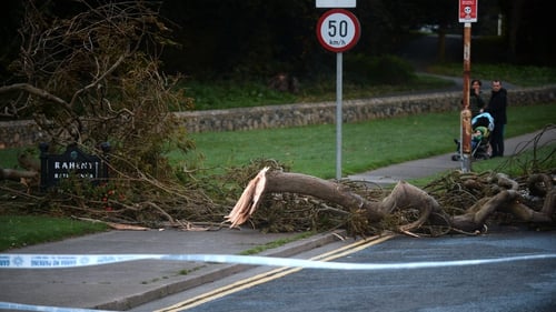 A tree down on Watermill Road in Raheny, Co Dublin