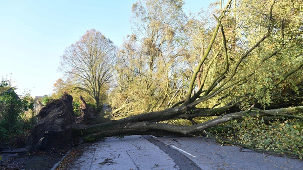 Storm brought down trees across the country