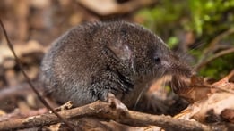 Killer Shrew