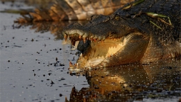 Crocpocalypse
