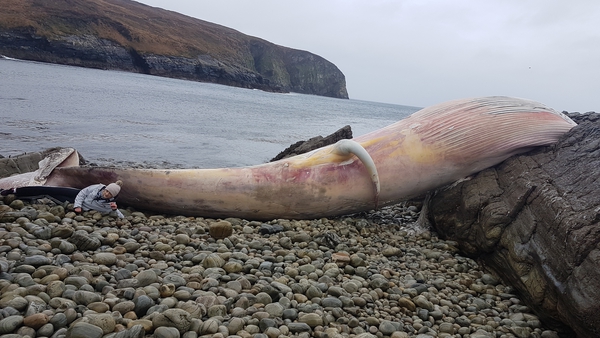 The whale was washed up over the weekend (Pic: Rachel Earley, Arranmore Blue Ferry)