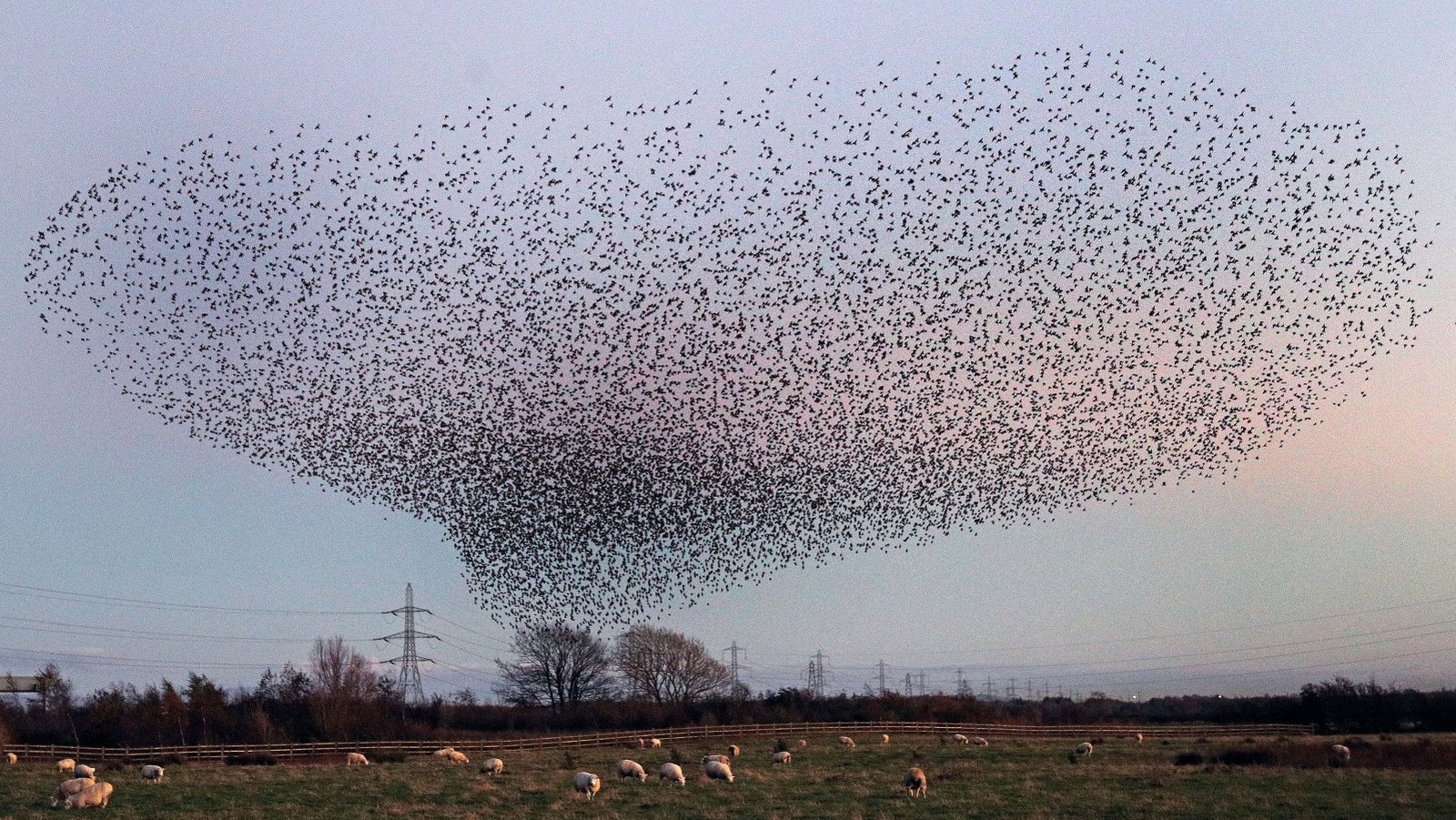 Breathtaking bird migration caught on camera