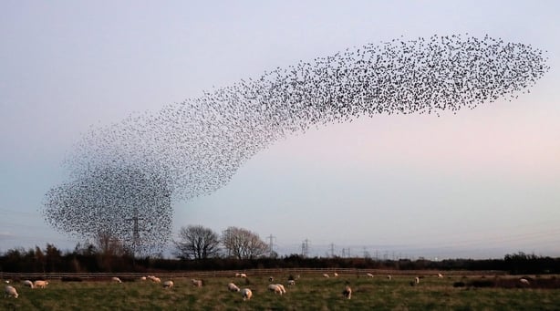 Starling Murmuration
