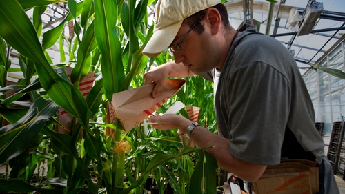 A plant specialist hand pollinates genetically modified corn plants inside greenhouses in Missouri