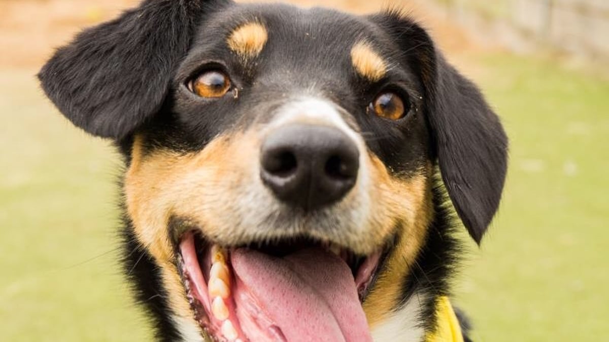 Giving a dog sales to dogs trust