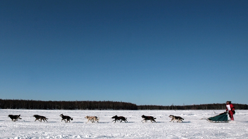 Musher Lance Mackey and his team cross the frozen Willow Lake during the Iditarod race. Photo: Jim Watson AFP/Getty Images