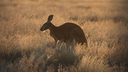 Sky Safari: Australia