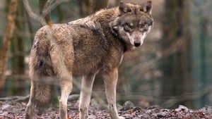 The last wolf in Ireland was killed near Mount Leinster in 1786 (File image)