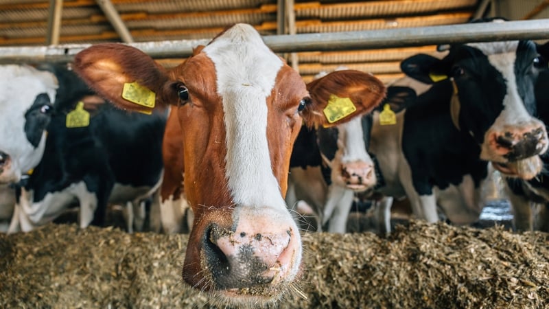 Farmers react to Mercosur Deal