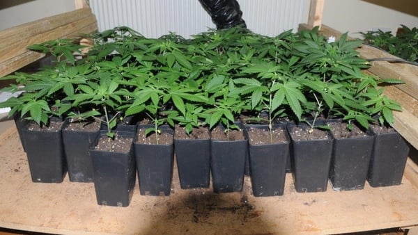 Cannabis plants seized by Gardaí