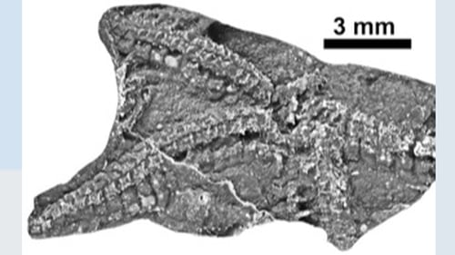 The discovery has been described by researchers as an "exceptional fossil"