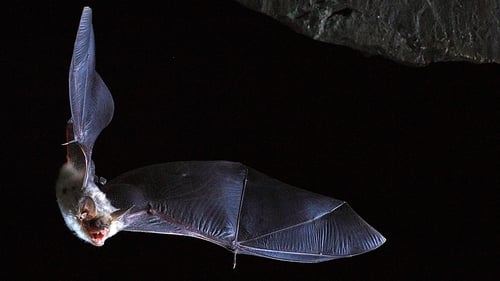 Researchers at UCD examined long lifespans of certain bat species
