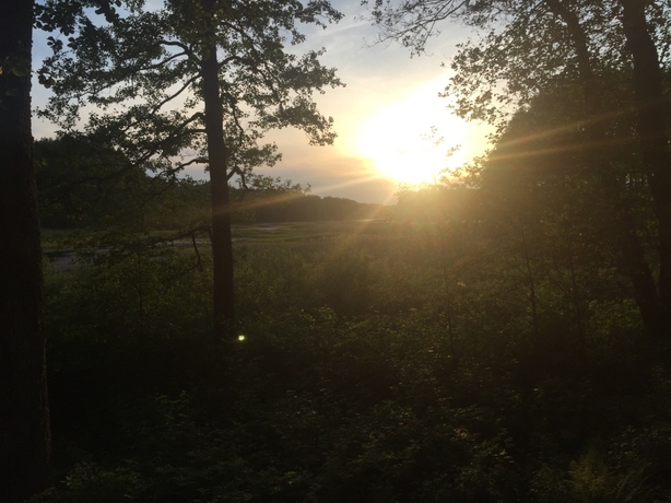 Setomaa forest at dusk