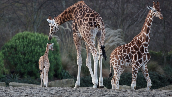 The new arrival joins the rest of giraffes in the African Savanna at Dublin Zoo