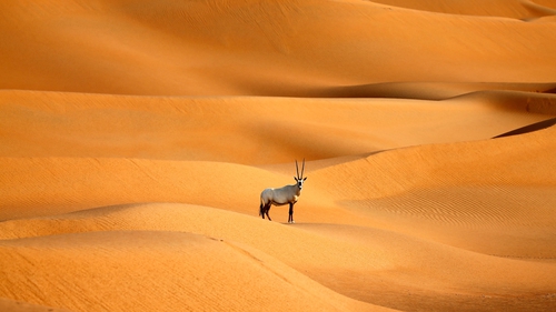One of nearly 150 Arabian Oryx reintroduced into their natural habitat after fears about extinction. Photo: Karim Sahib/AFP/Getty Images